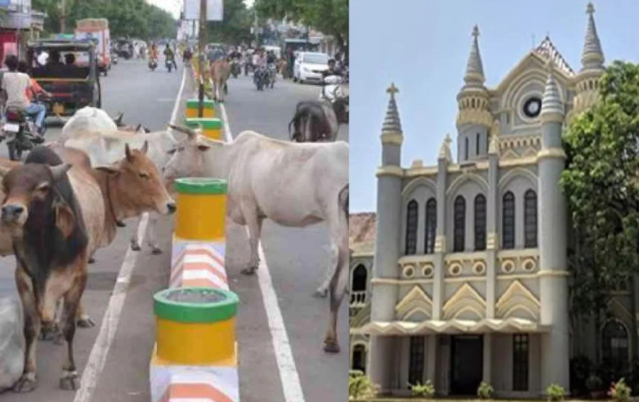 गोवंश को खुला छोड़ने वालों पर दर्ज होना चाहिए आपराधिक केस: हाईकोर्ट ने राज्य सरकार से मांगा जवाब, अब इस दिन होगी सुनवाई