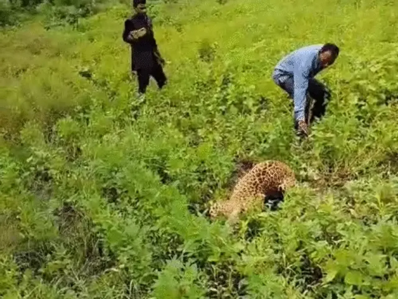 इंसान बने जानवर: घायल तेंदुए को पूंछ पकड़कर परेशान करते रहे लोग, इलाज के लिए ले जाते समय रास्ते में मौत