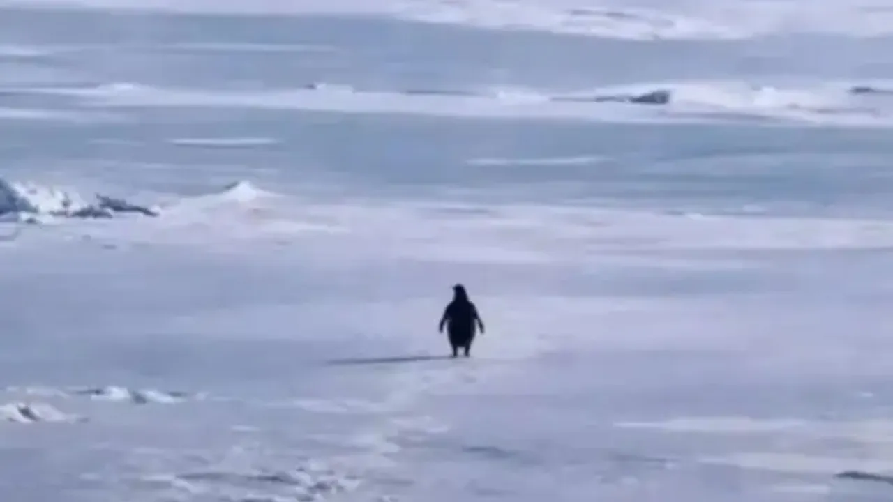 lone penguin walk