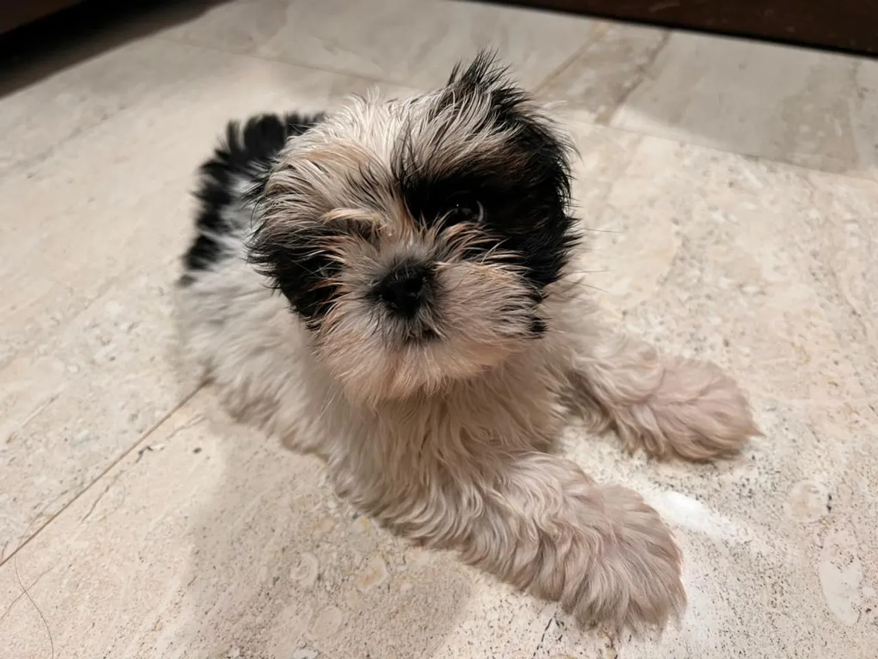 This new member in Aishwarya Khare’s life is taking all her stress away