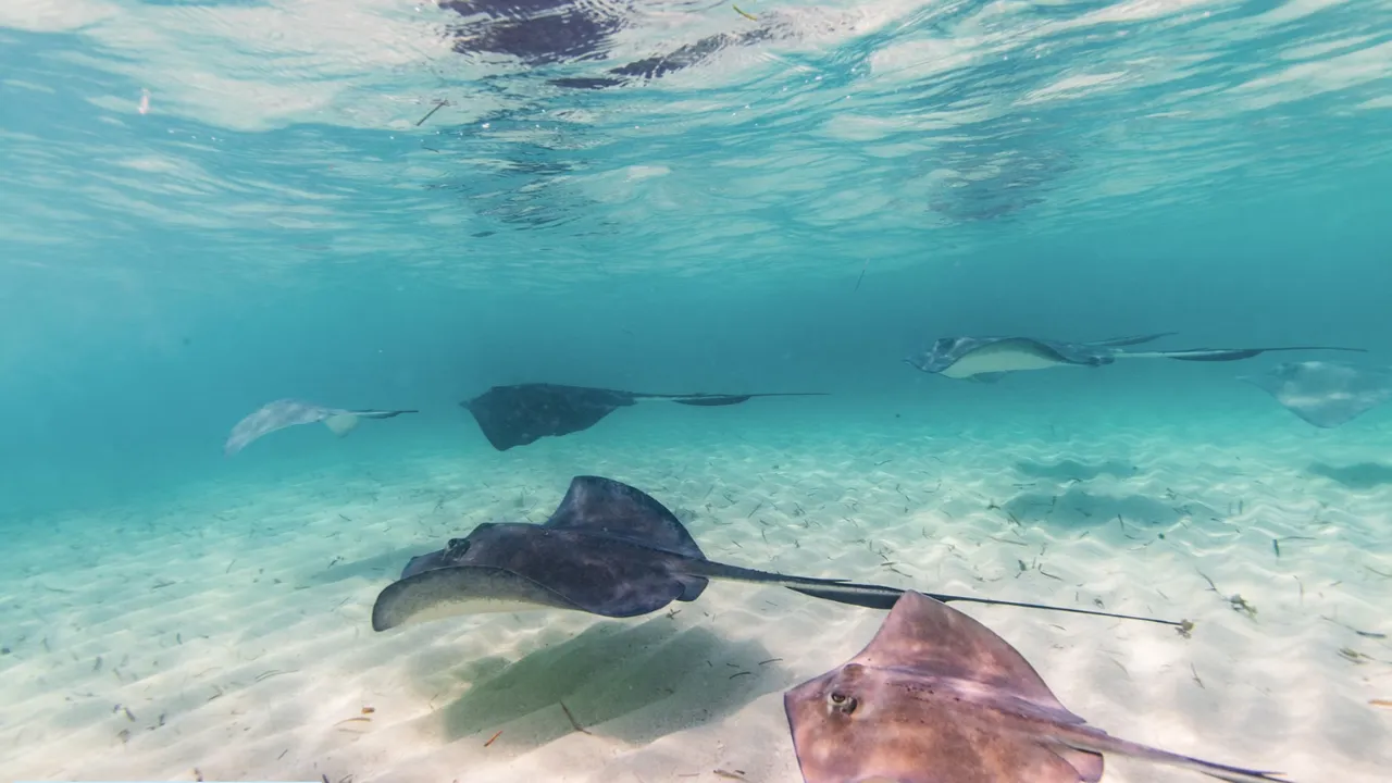 Bimini