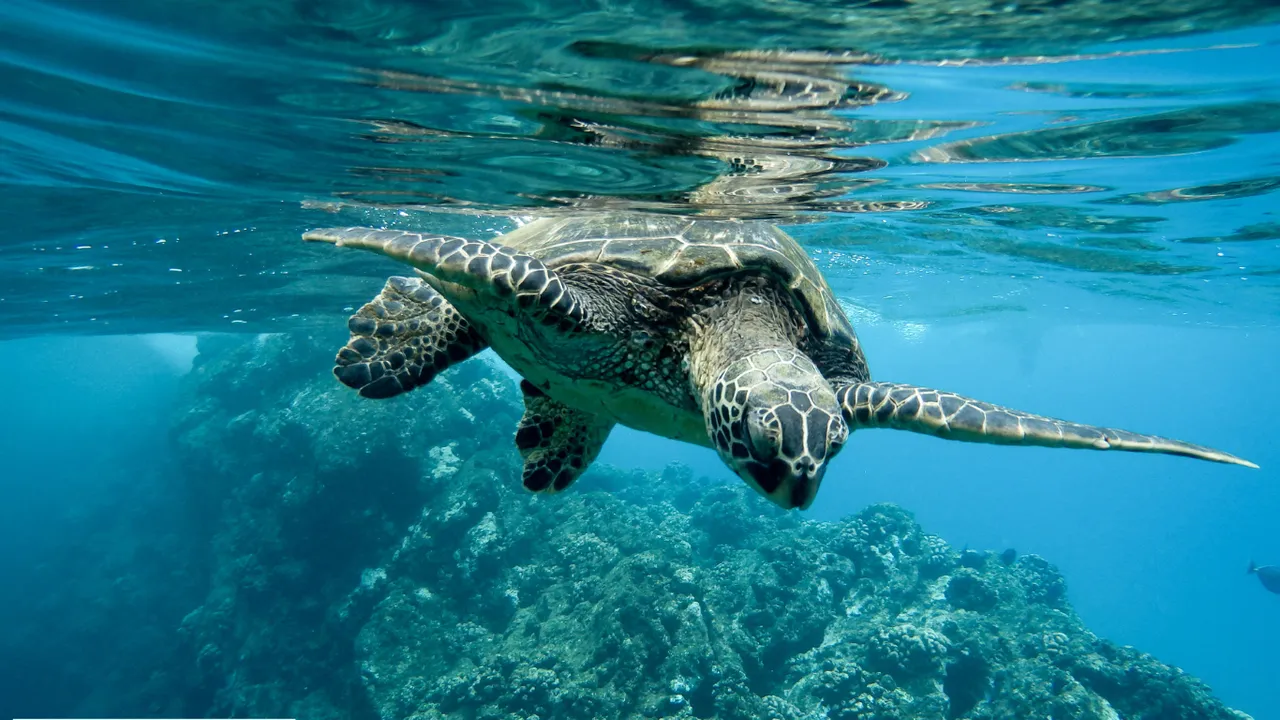 World Ocean Day