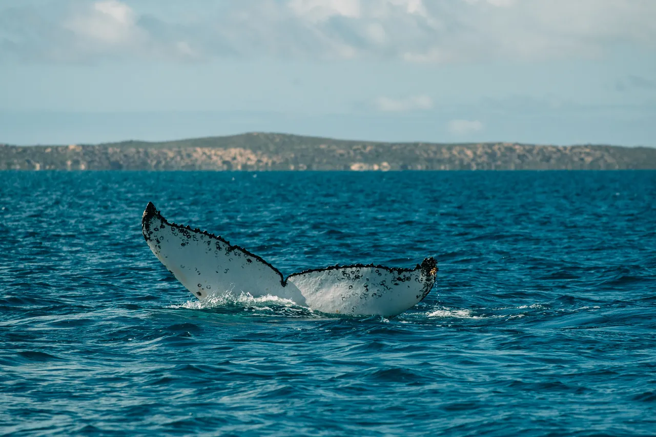 Australia’s Coral Coast- Humpback Whale