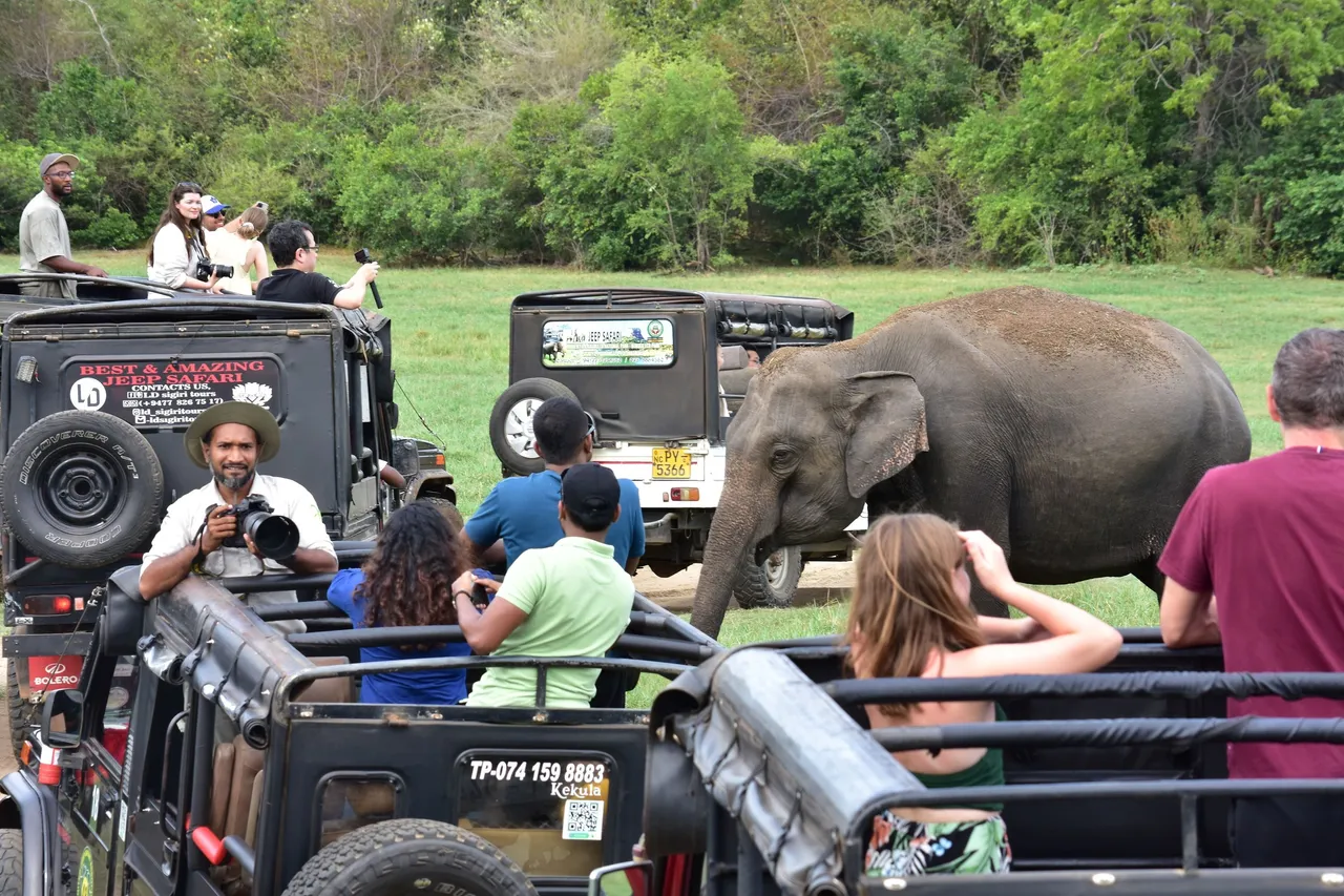 Cinnamon Habarana Invites Indian Travellers to Asia’s Largest Elephant Gathering – 2025