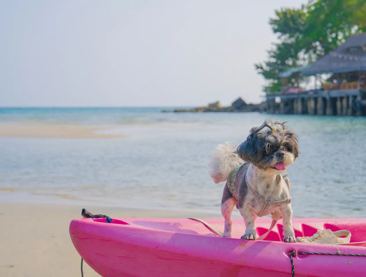 Pets vacation