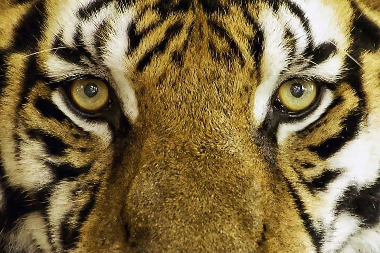 tiger min