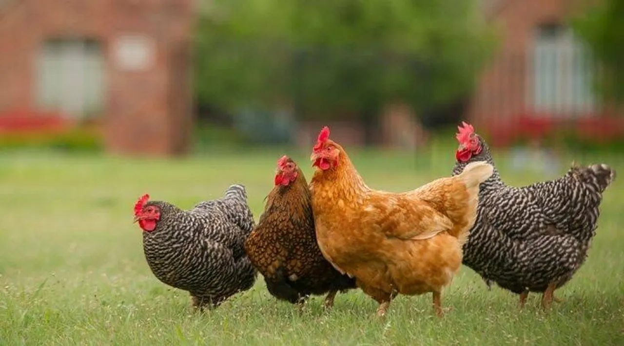 First case of Avian Influenza confirmed in Jackson County