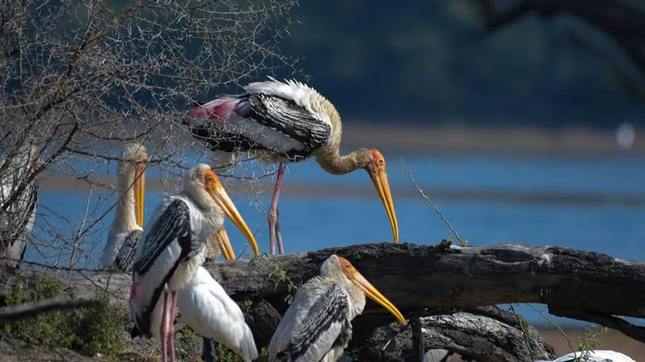 Mumbai to get its first-ever bird park in Nahur region