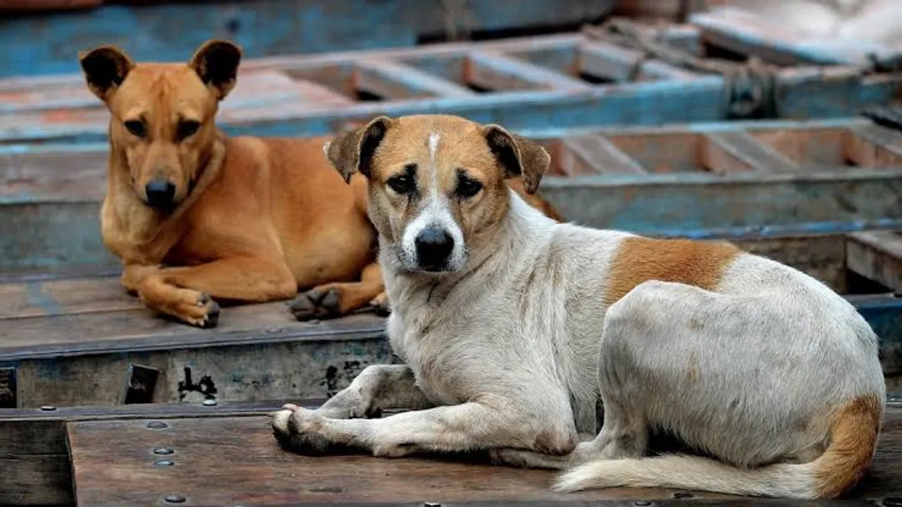 Thane civic body to vaccinate 10,000 stray dogs in campaign to tackle rabies