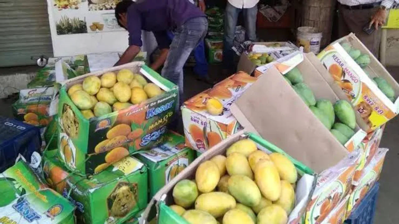 Kesar Mango season begins in Saurashtra with soaring prices amid lower production forecast