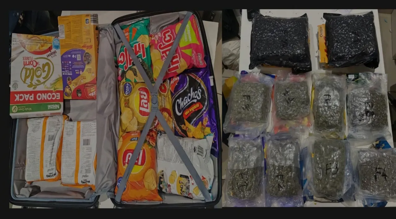 DRI seizes 39.24 kg hydroponic cannabis from Bangkok fliers at Ahmedabad airport