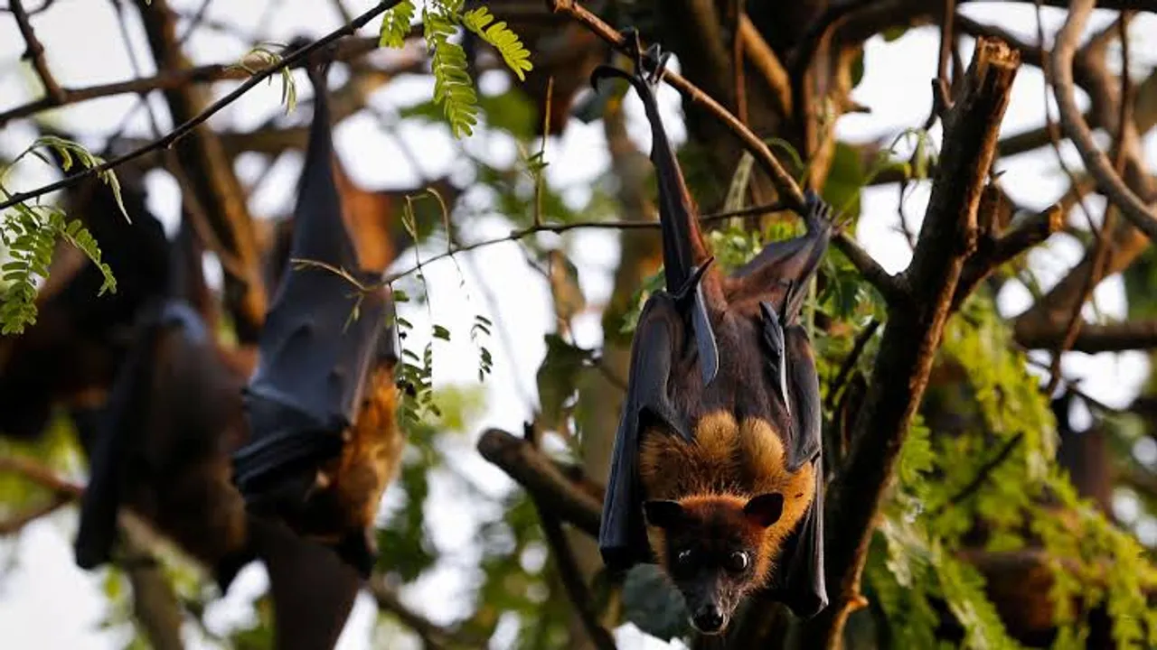 20 new deadly viruses found in Chinese bats near humans, scientists warn of possible outbreak