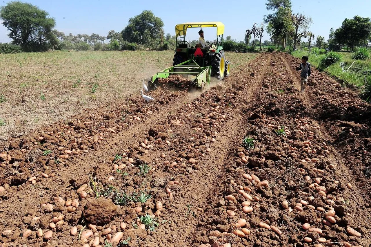 Gujarat becomes fourth-largest potato producer in India, sowing up by 13% this season