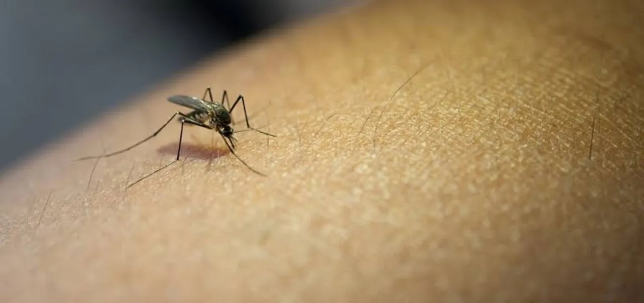 Karnataka declares dengue as epidemic with cases crossing 25,000 mark