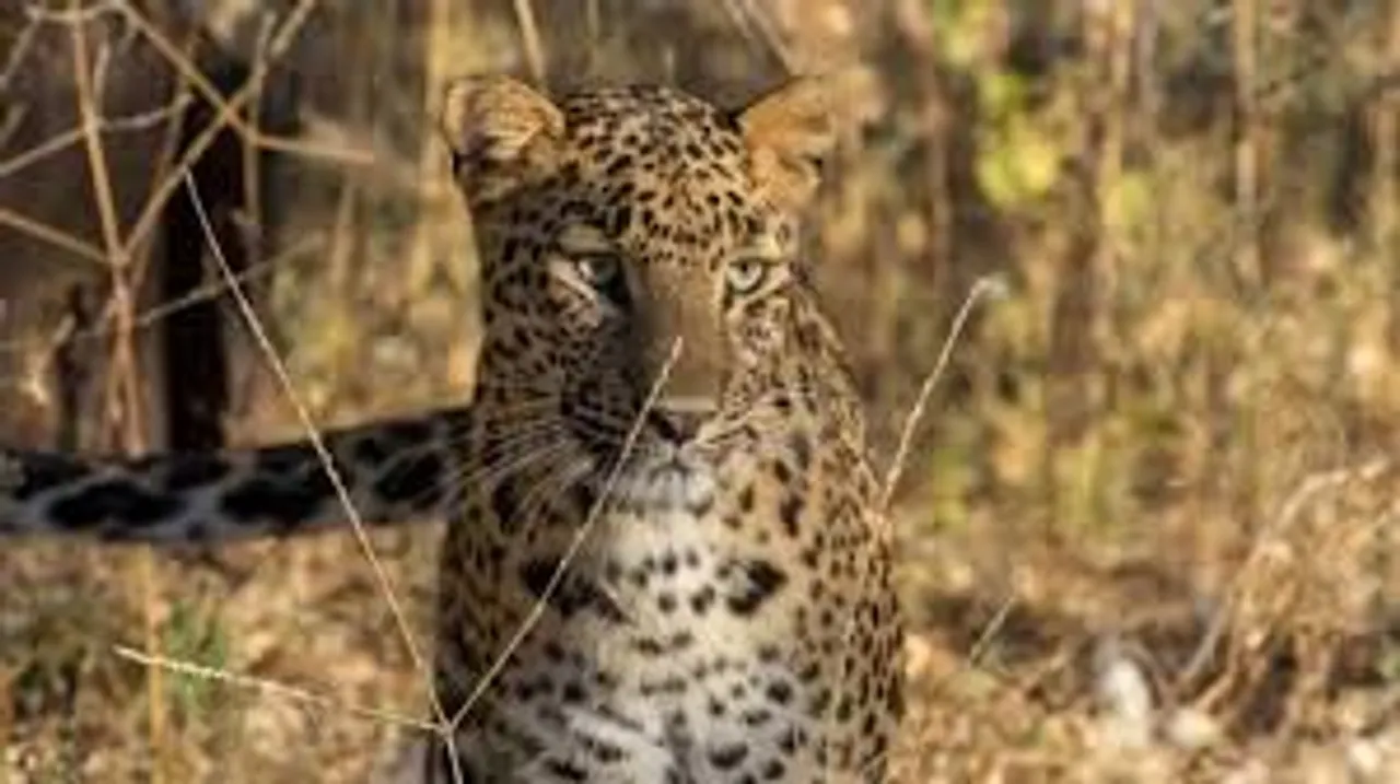 Leopard mistakes Maharashtra woman as prey, attacks her, drags body for 100 ft