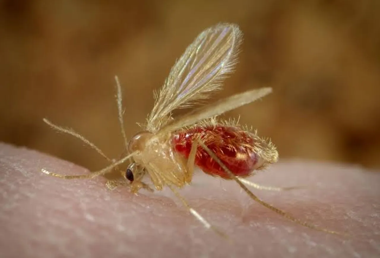 Gujarat govt wants pre-monsoon action against sand flies