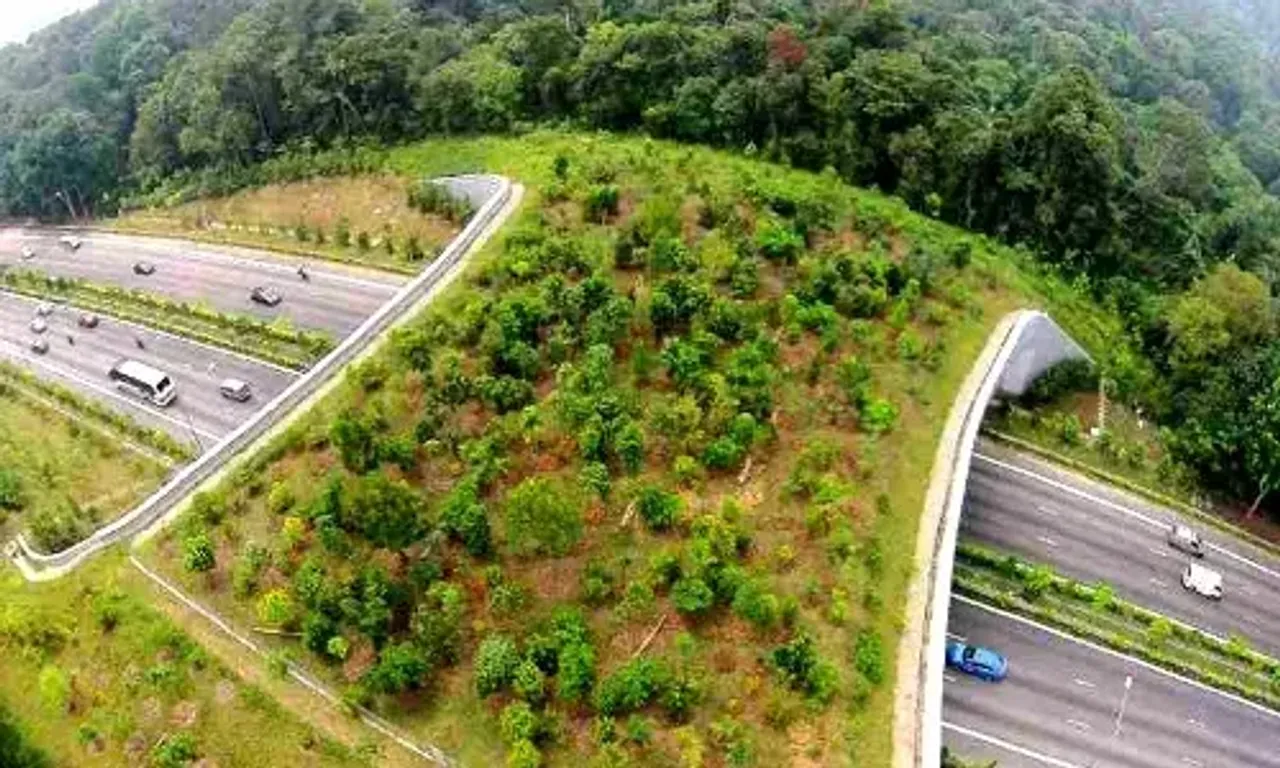 Upcoming Mumbai-Nagpur expressway to feature first flyovers for wildlife in India