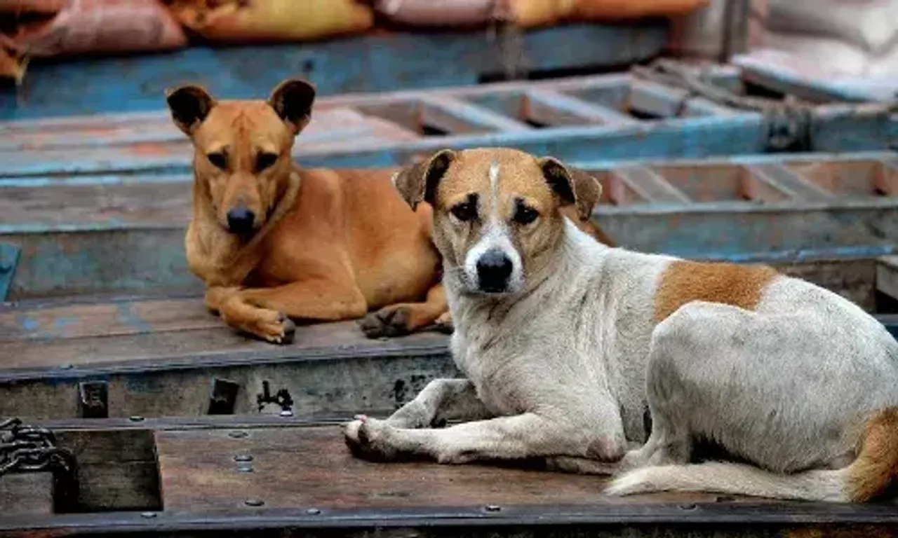 Stray dog menance in a society in Nizampura area of Vadodara