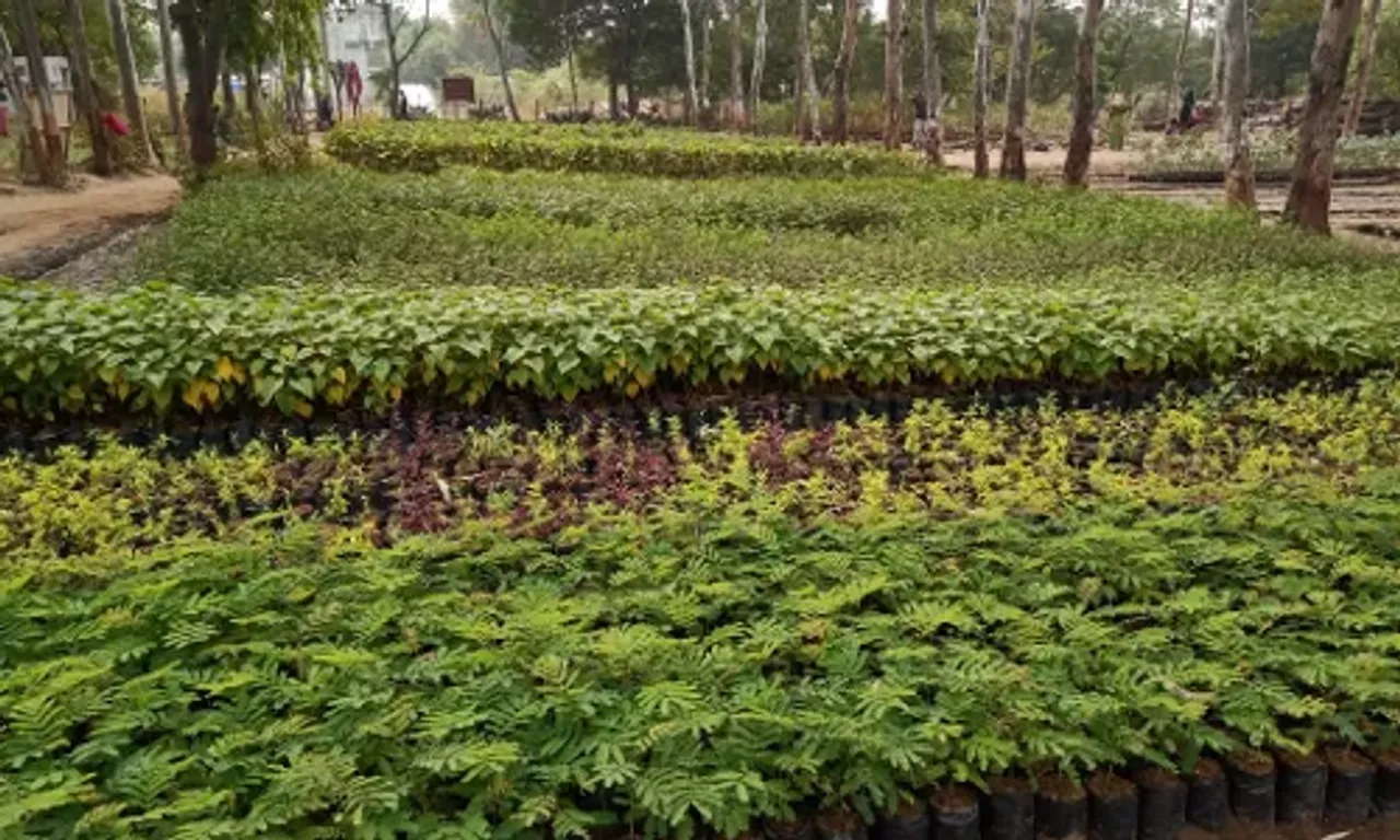 Rashi- Nakshatra Forest is being prepared by Vadodara Forest Department as part of unique effort