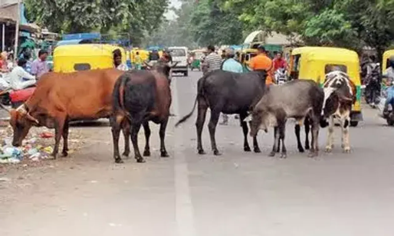 Ahmedabad to have a crematorium for cows