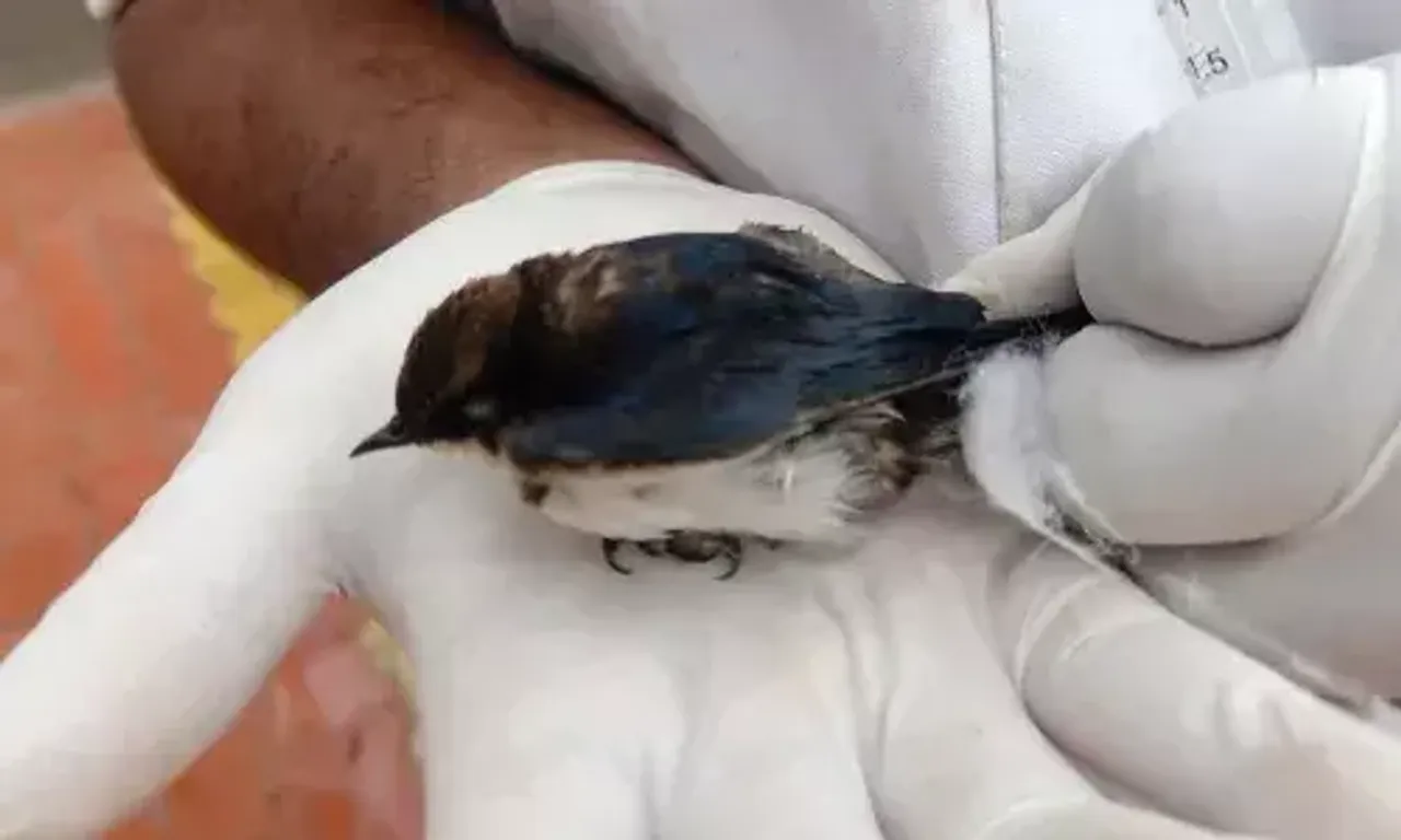 Mobile veterinary dispensary again rescued a life