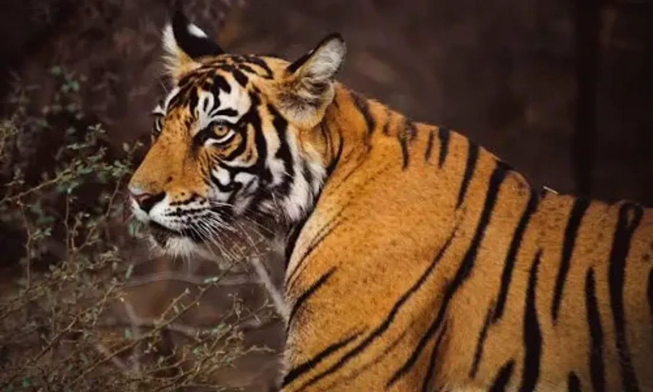 Tiger leaves reserve, seen near Jaipur-Delhi highway