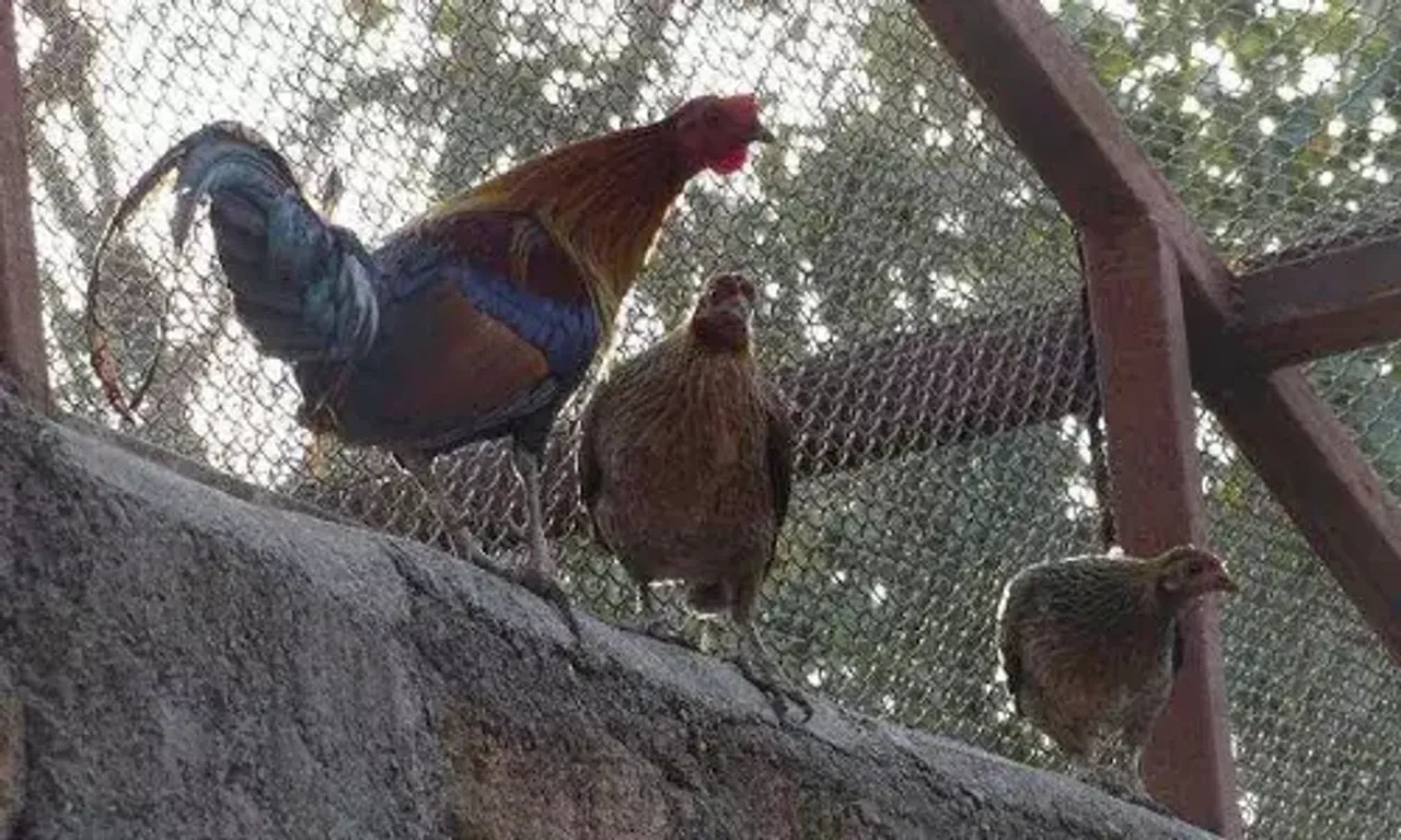 Gujarat’s jungles to get back near-extinct bird red fowl