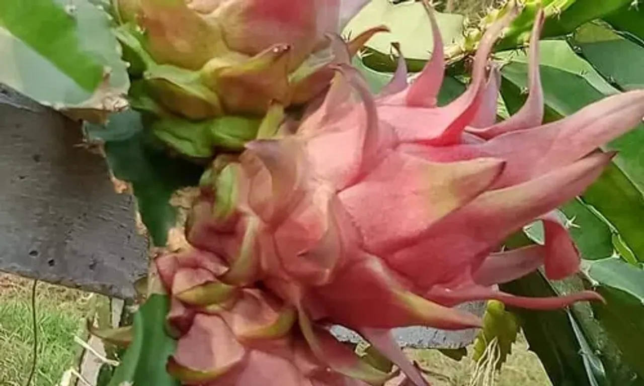 Slow and firm cultivation of attractive, delicious and full of nutrition lotus fruit in Vadodara district