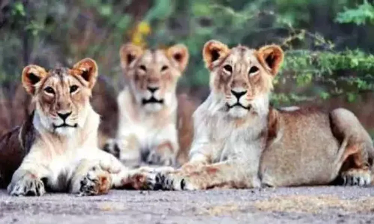 Covid caged: Five big cats at Sakkarbaug zoo get 2nd jab