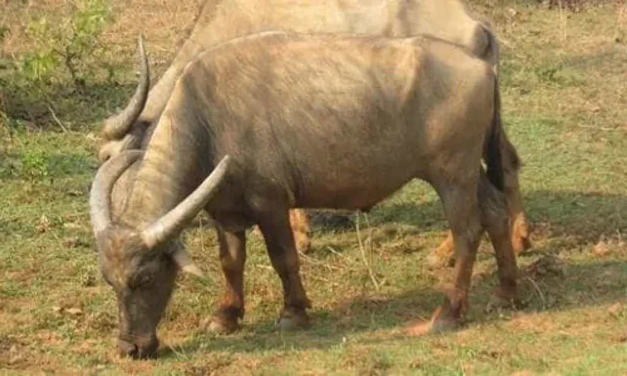 Buffalo miraculously escaped after came under the city bus in a surprising incident in Vadodara