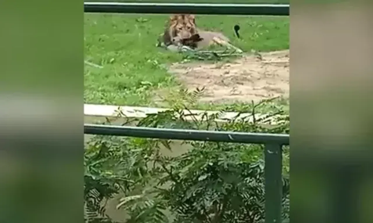 Shocking incident of Lion hunted peacock inside Vadodara's Kamatibagh zoo