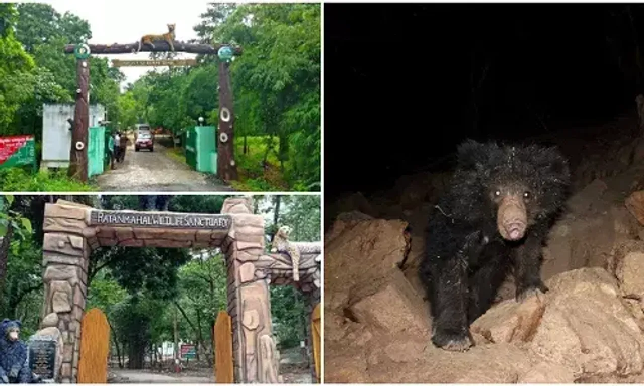 Population of wild animals has increased in two sanctuaries of Central Gujarat