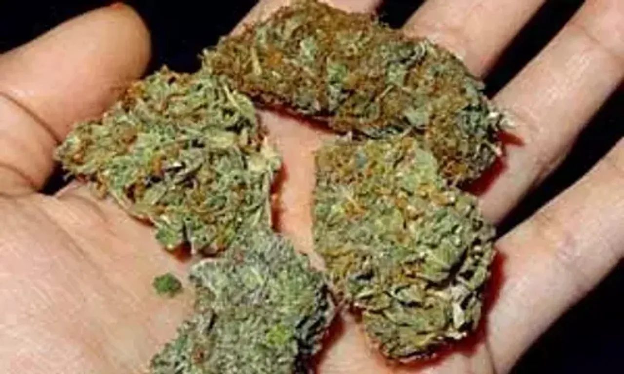 BSF caught smuggling bid along India-Bangladesh border, seizes 25 kg cannabis