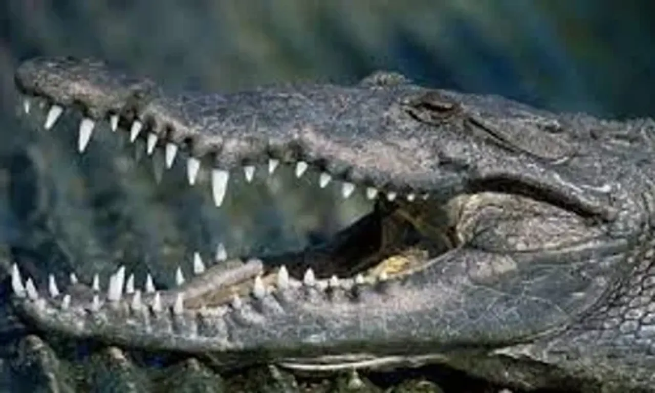 Six and half foot crocodile rescued from Navagadh mohalla in Salatwada area of Vadodara city