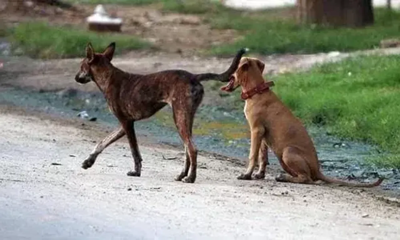 Five-year-old girl dies of rabies in Surat