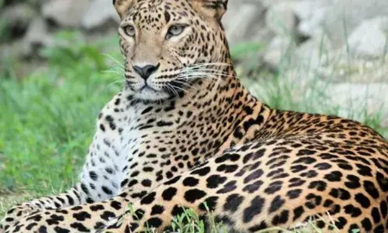 Toddler killed by leopard in Gujarat's Amreli