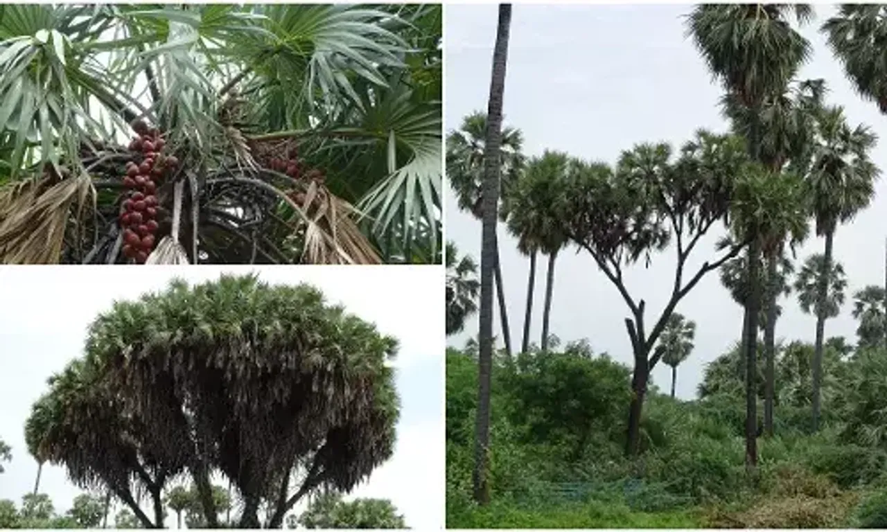 Vadodara social forestry department hopeful endeavor to increase the number of Ravantad trees