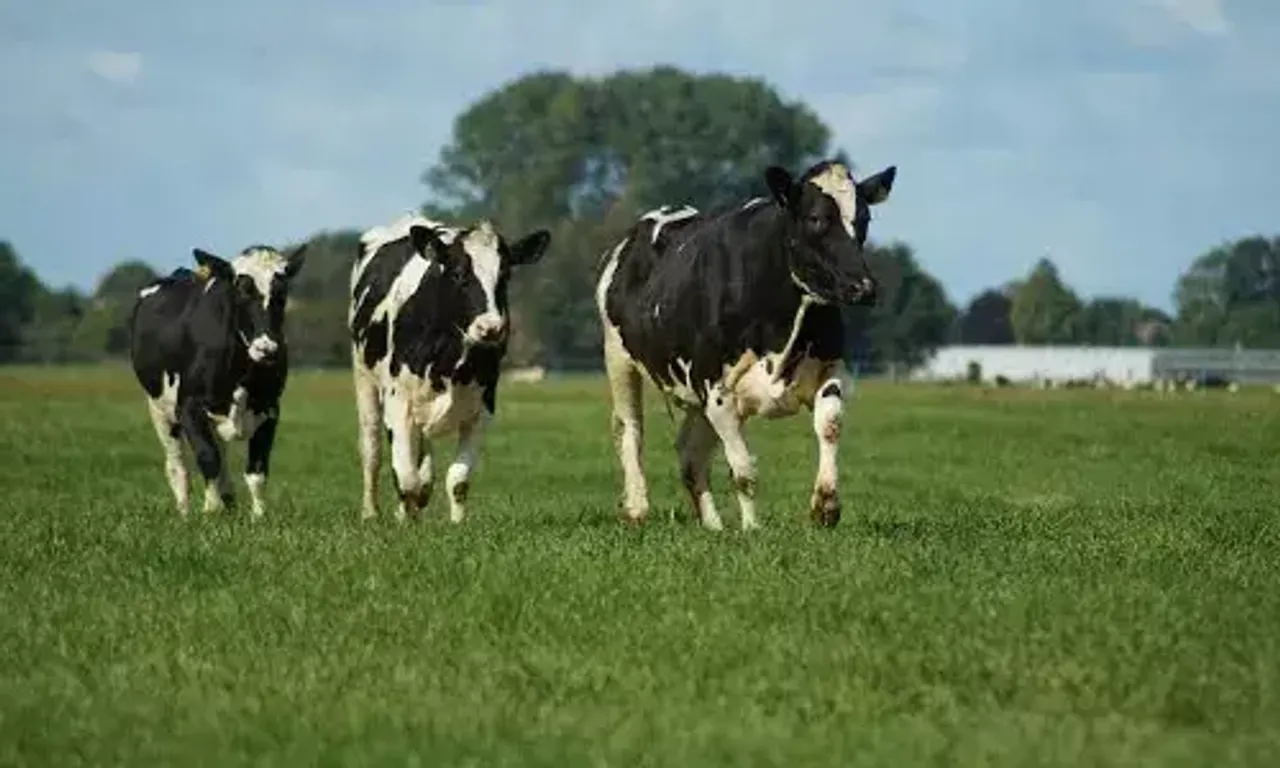 US reports 2nd human case of bird flu linked to dairy cow outbreak