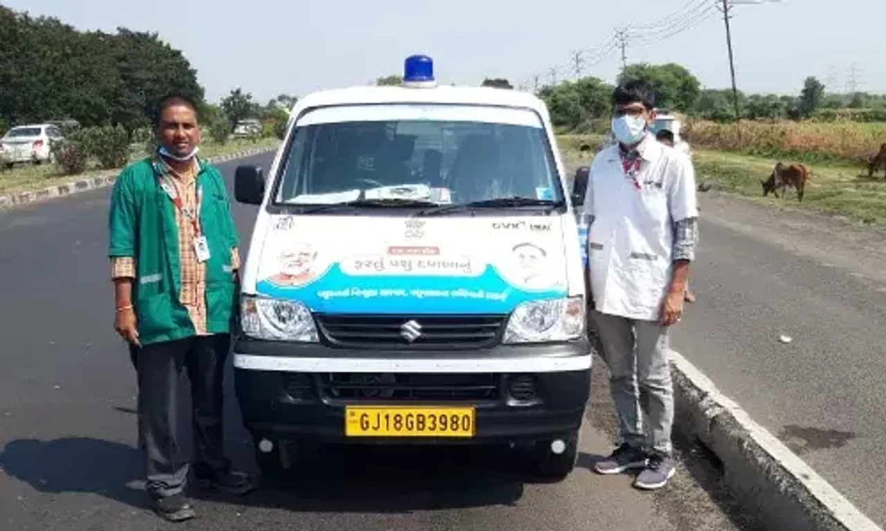 Immediate treatment by Mobile veterinary clinic save life of injured calf near Vadodara