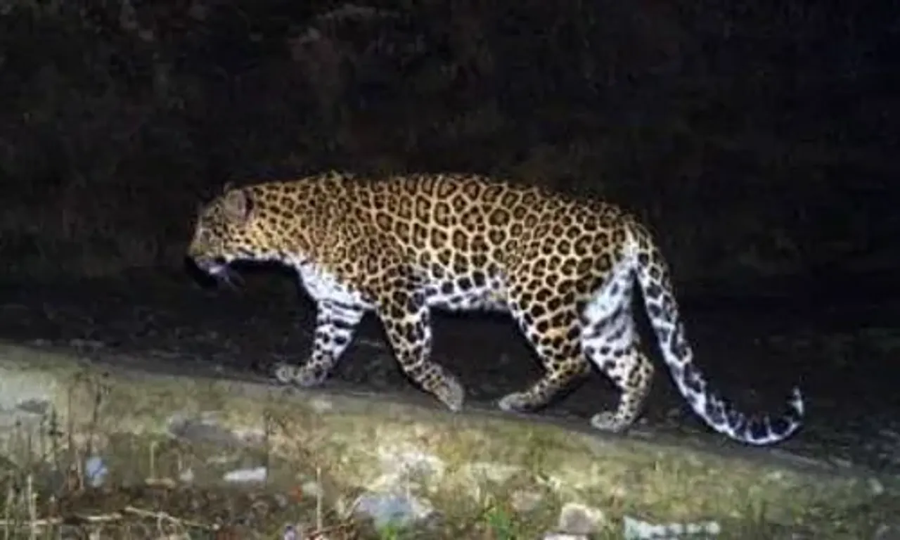 Prowling glory: Gujarat leopard count up 63% to 2,274