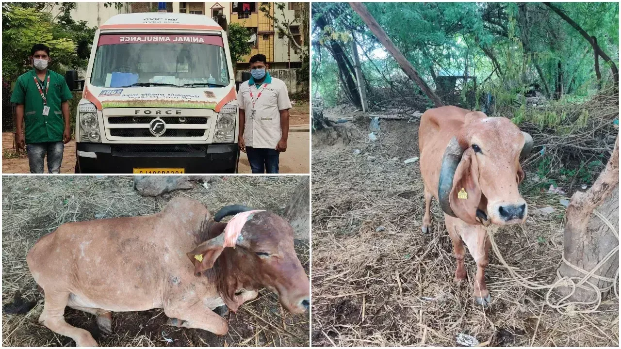 Vadodara karuna ambulance saved life of a cow suffering from its own horns