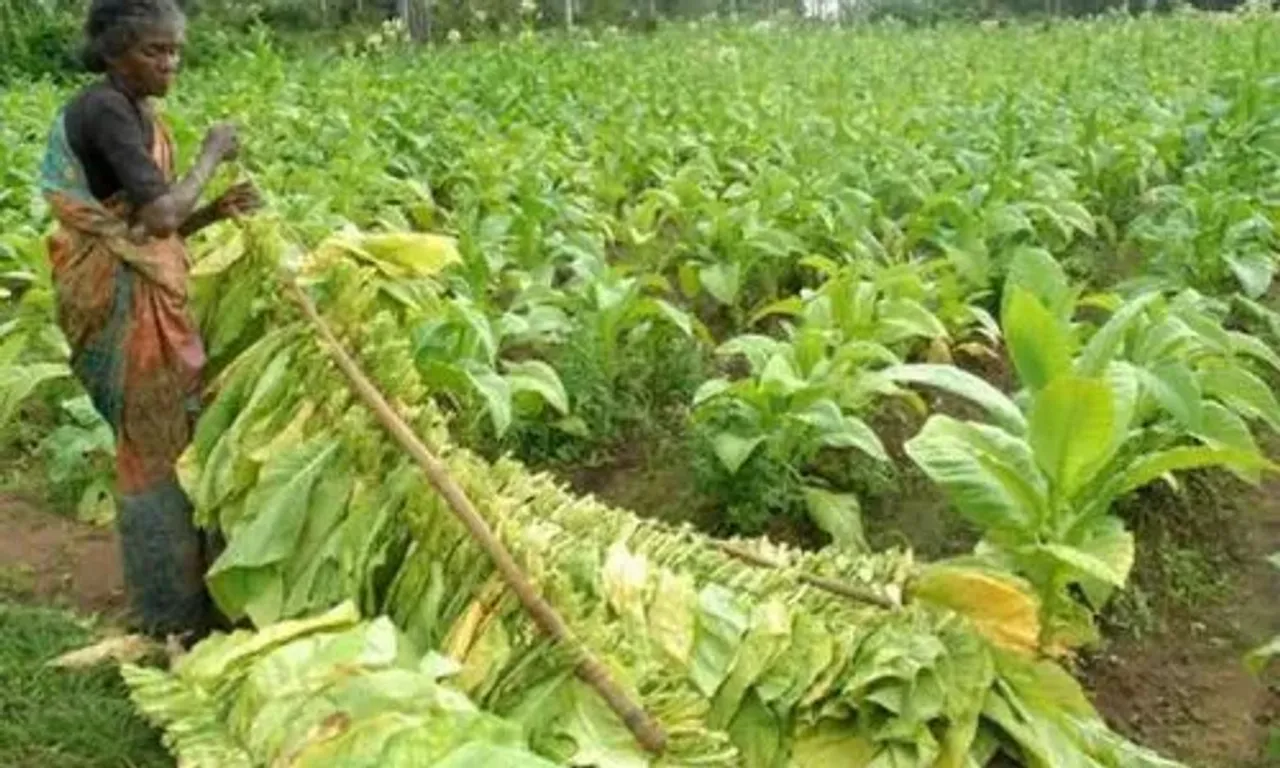 Gujarat’s tobacco acreage up by 116% in 19 years