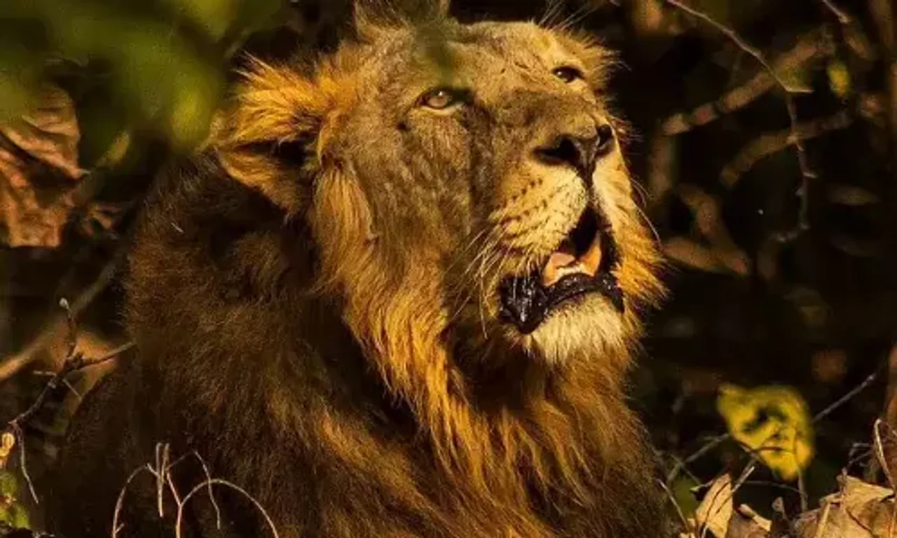 World Lion Day 2021: History and significance of this day
