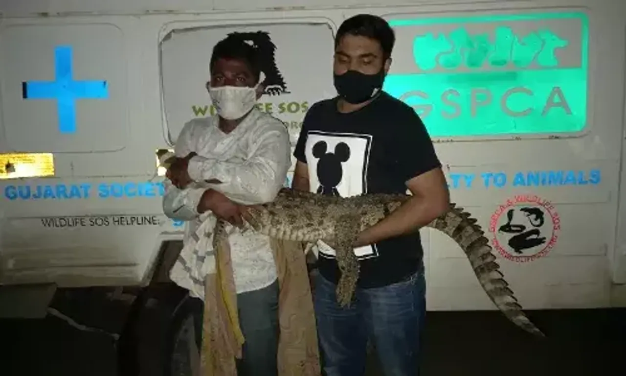 Vadodara GSPCA rescued two live and one dead crocodile from various places in district