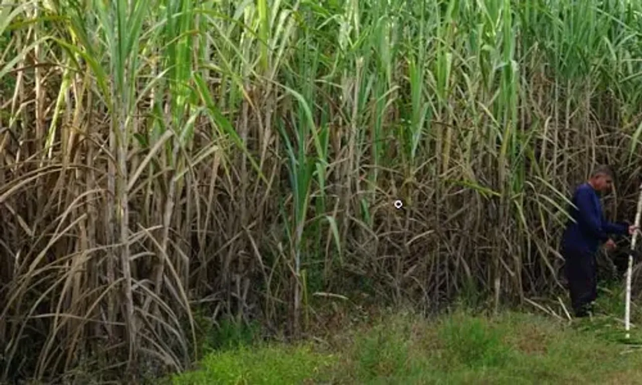 Curbs on sugar exports extended in India till Oct 2023