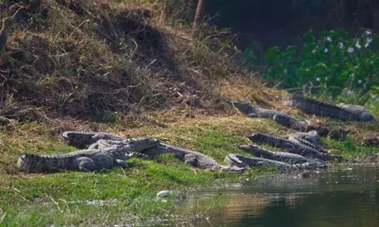 Vidyanagar Nature Club launches Croc Watch app on World Crocodile Day