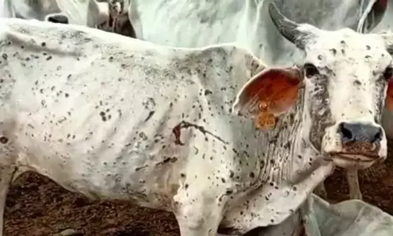 Lumpy skin disease spreads to 17 districts in Gujarat