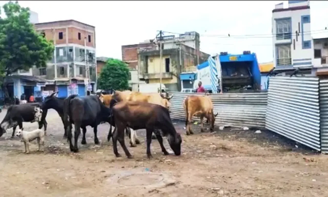 VMSS made seating arrangement for stray animals to control the cattle menance