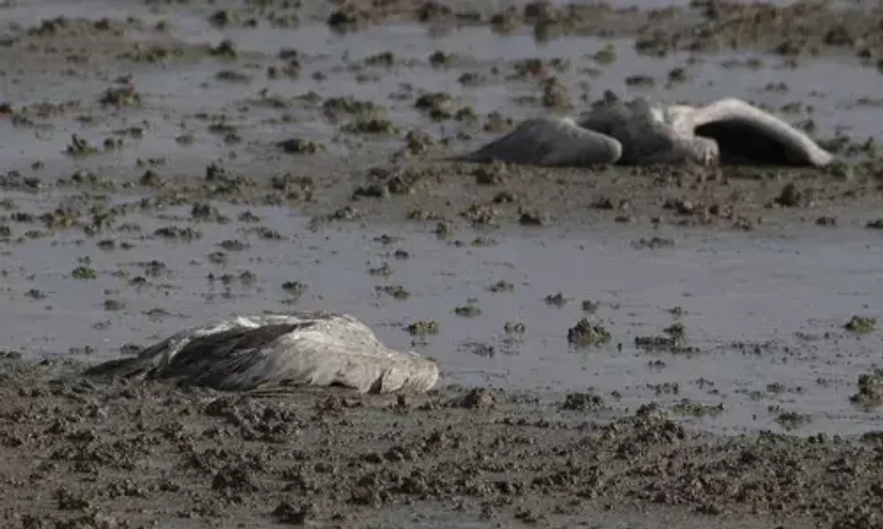 Thousands of cranes have died in northern Israel as a result of bird flu