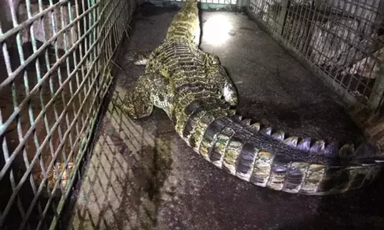 Four feet crocodile caught from artificial lake at Navlakhi ground in Vadodara